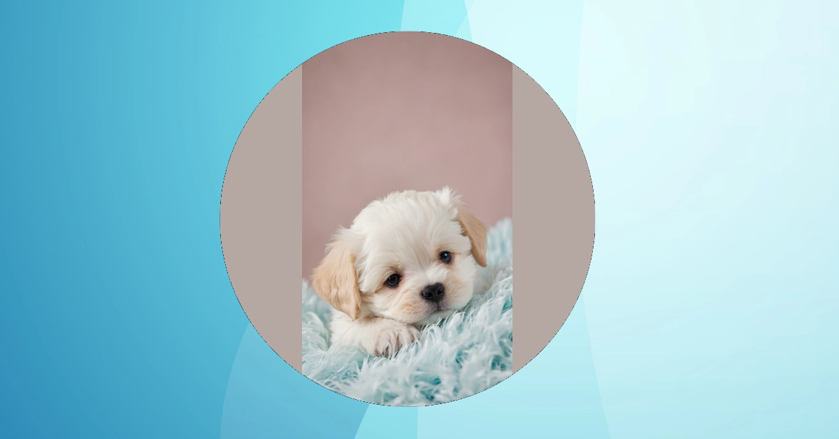 Adorable Puppy Wallpapers That Will Melt Your Heart